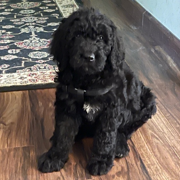 New Addition to Our Family! - Picture 5 of 7